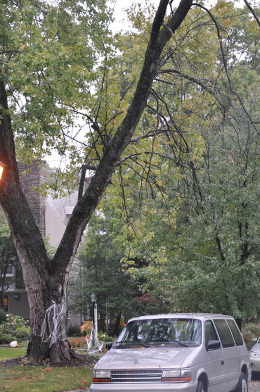 The dead tree